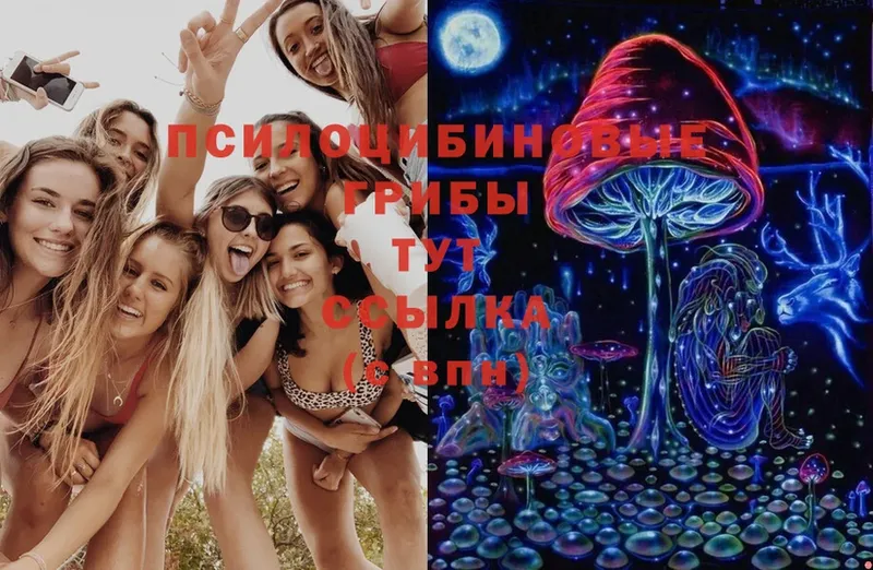 Псилоцибиновые грибы Psilocybe  наркошоп  Белореченск 